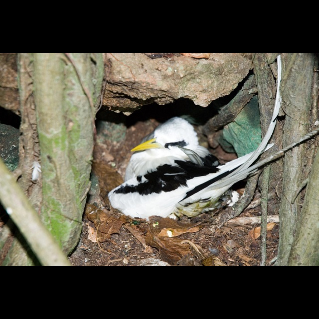 Tropical Shearwater