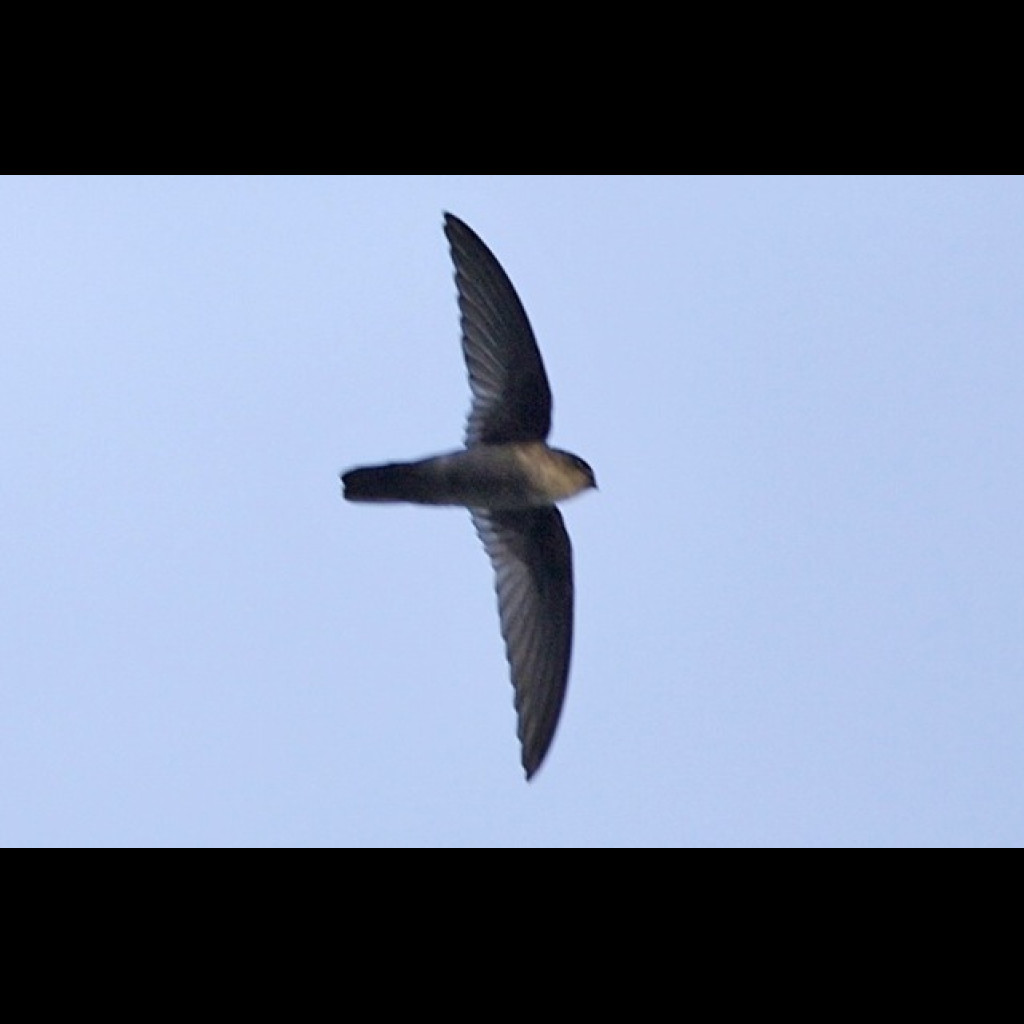 Uniform Swiftlet