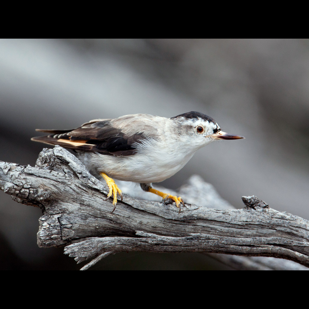 Varied Sittella
