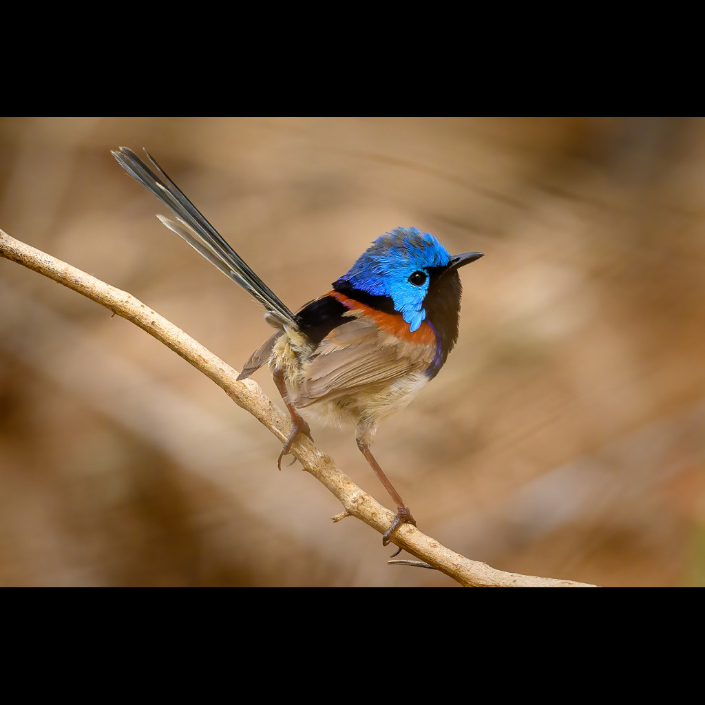 Variegated Fairywren