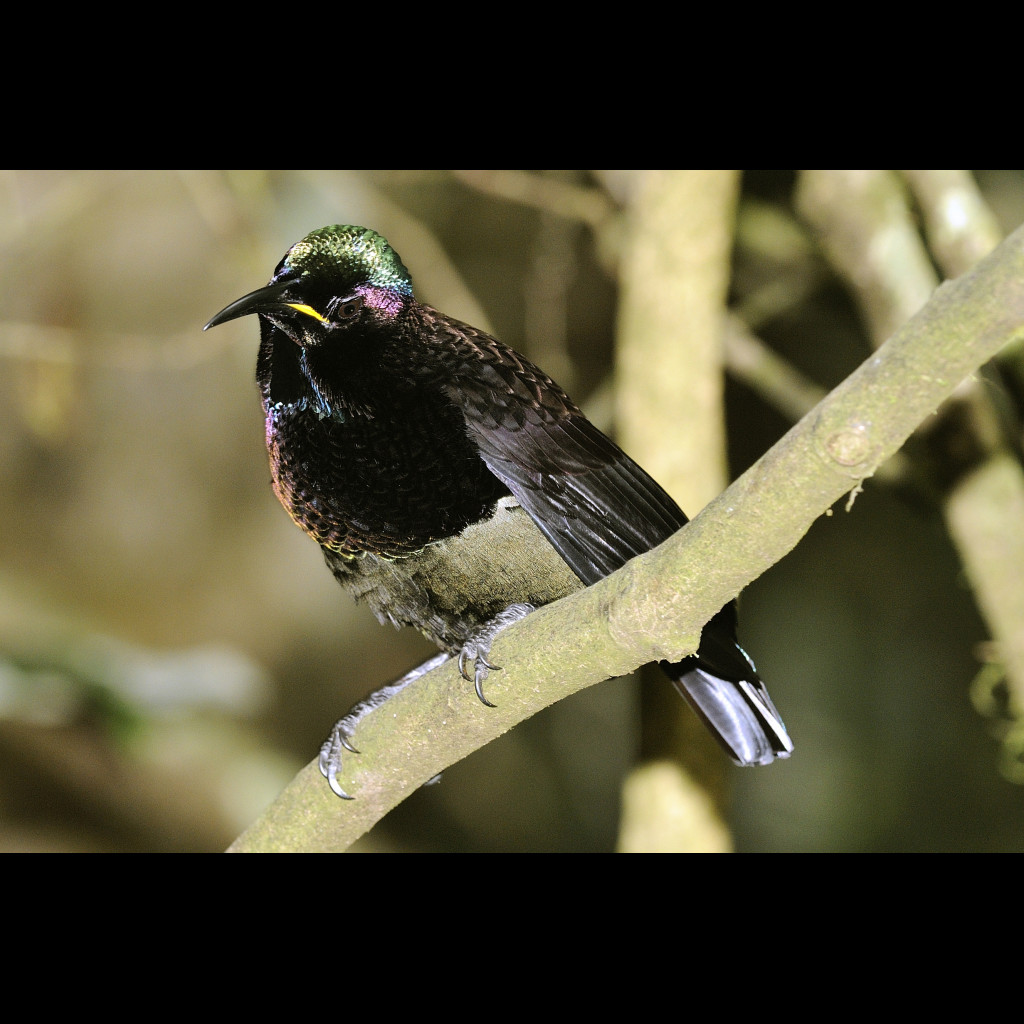 Victoria's Riflebird