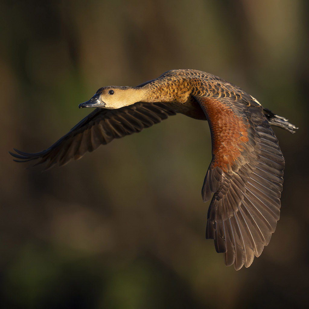 Wandering Whistling-Duck