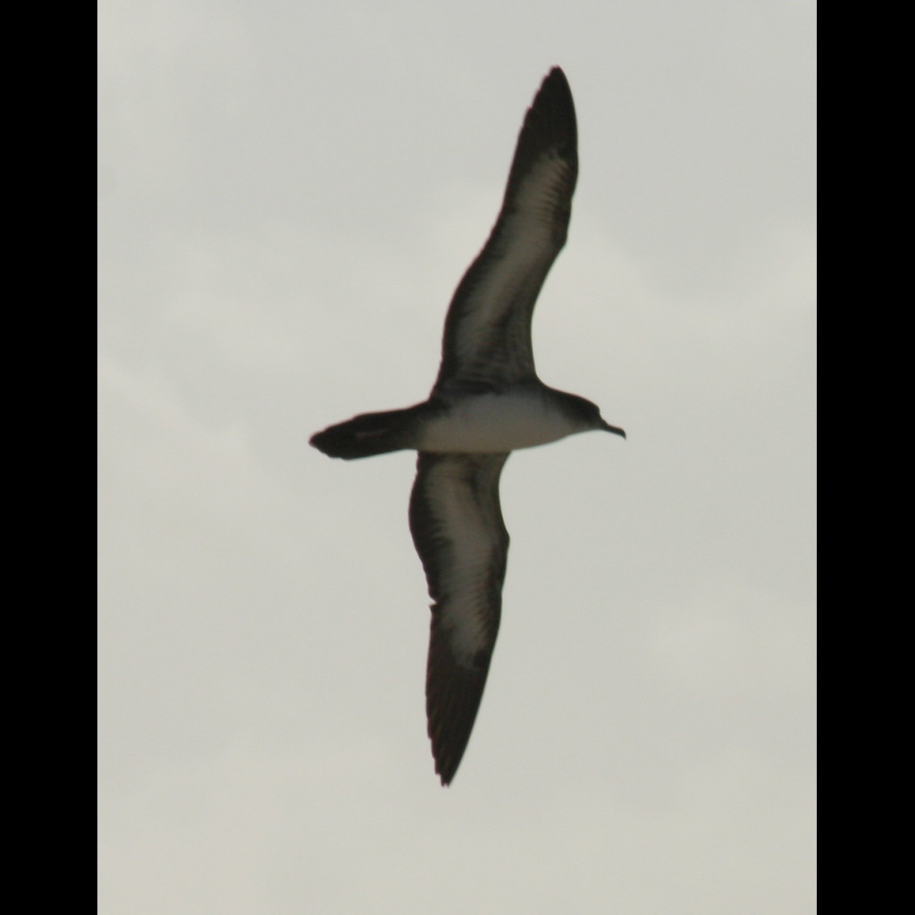 Wedge-tailed Shearwater