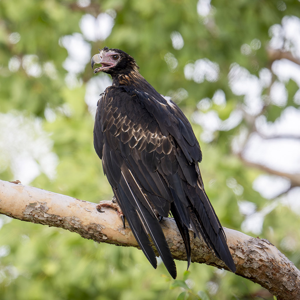 Wedge-tailed Eagle