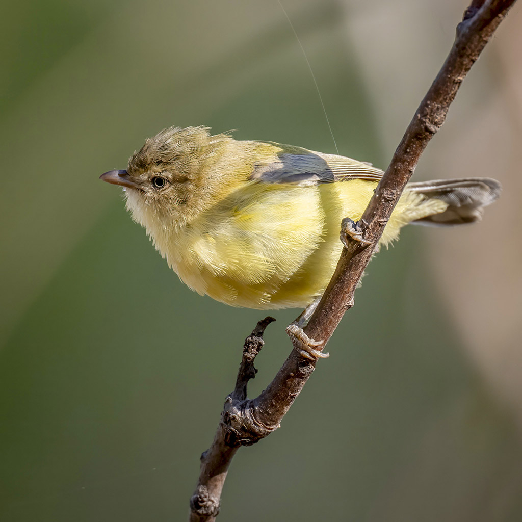 Weebill