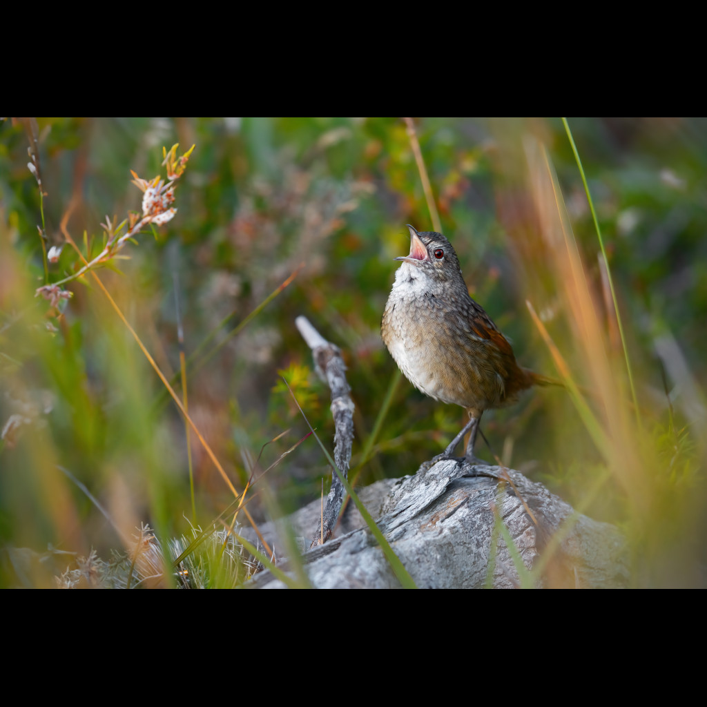 Western Bristlebird