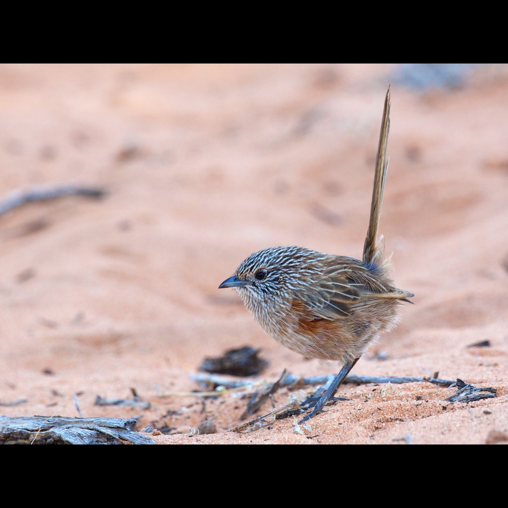 Western Grasswren