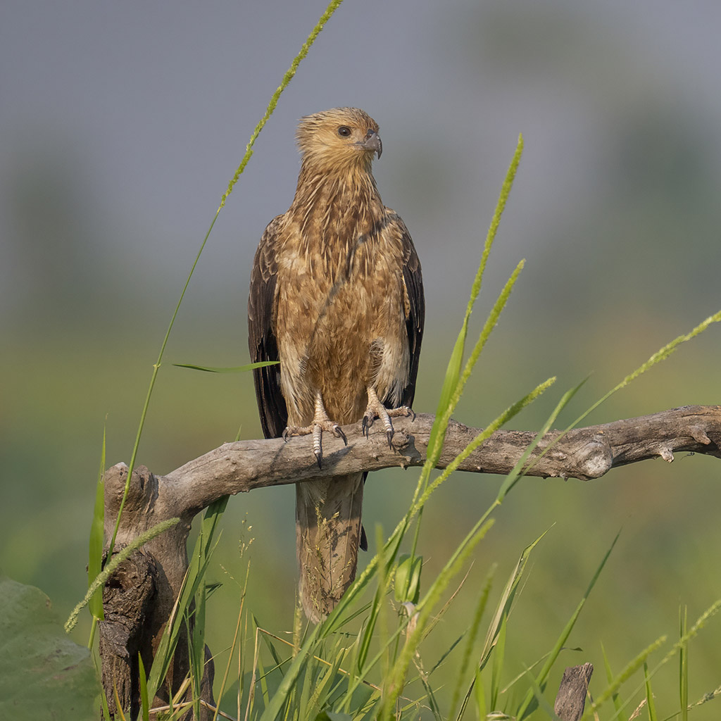 Whistling kite