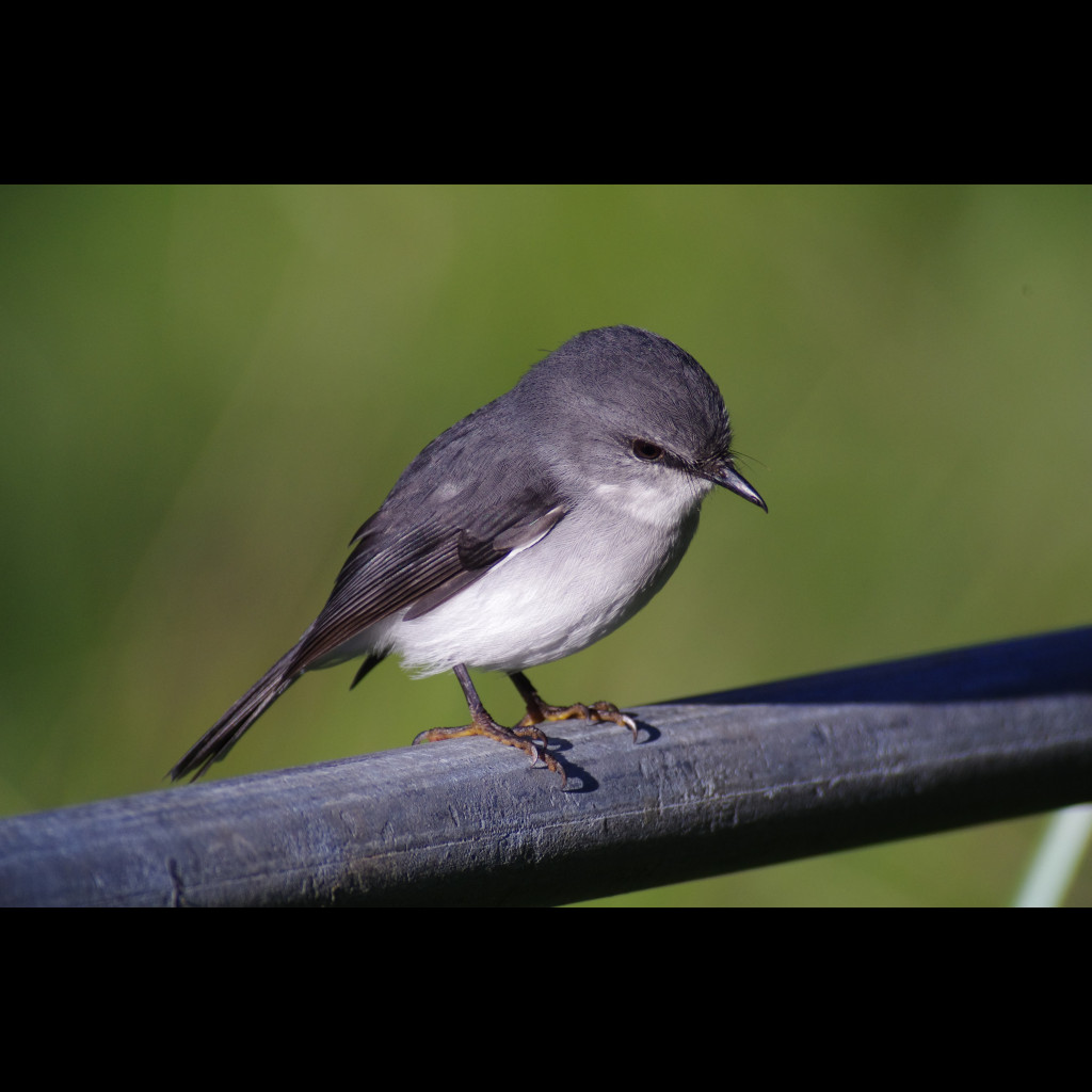 White-breasted Robin