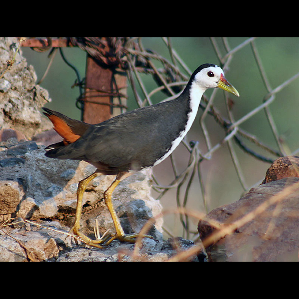 White-breasted Waterhen