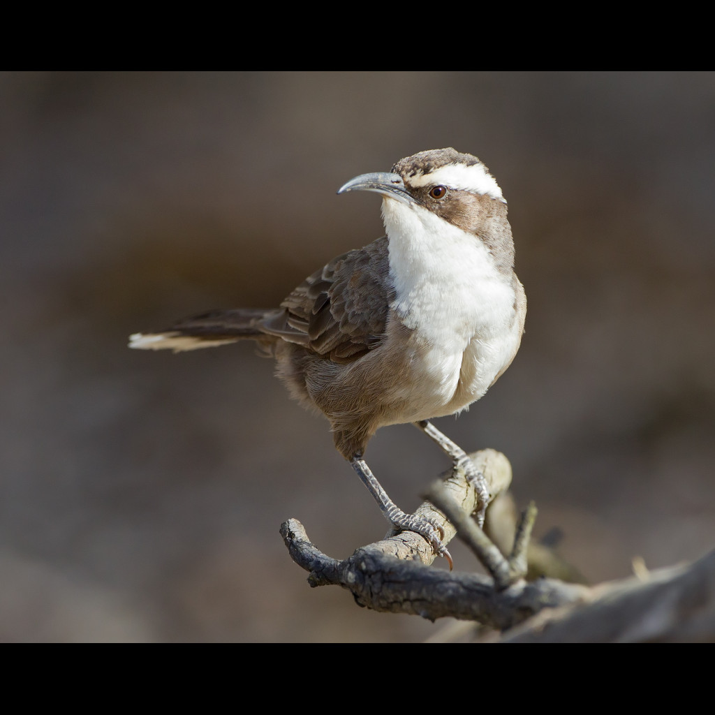 White-browed Babbler