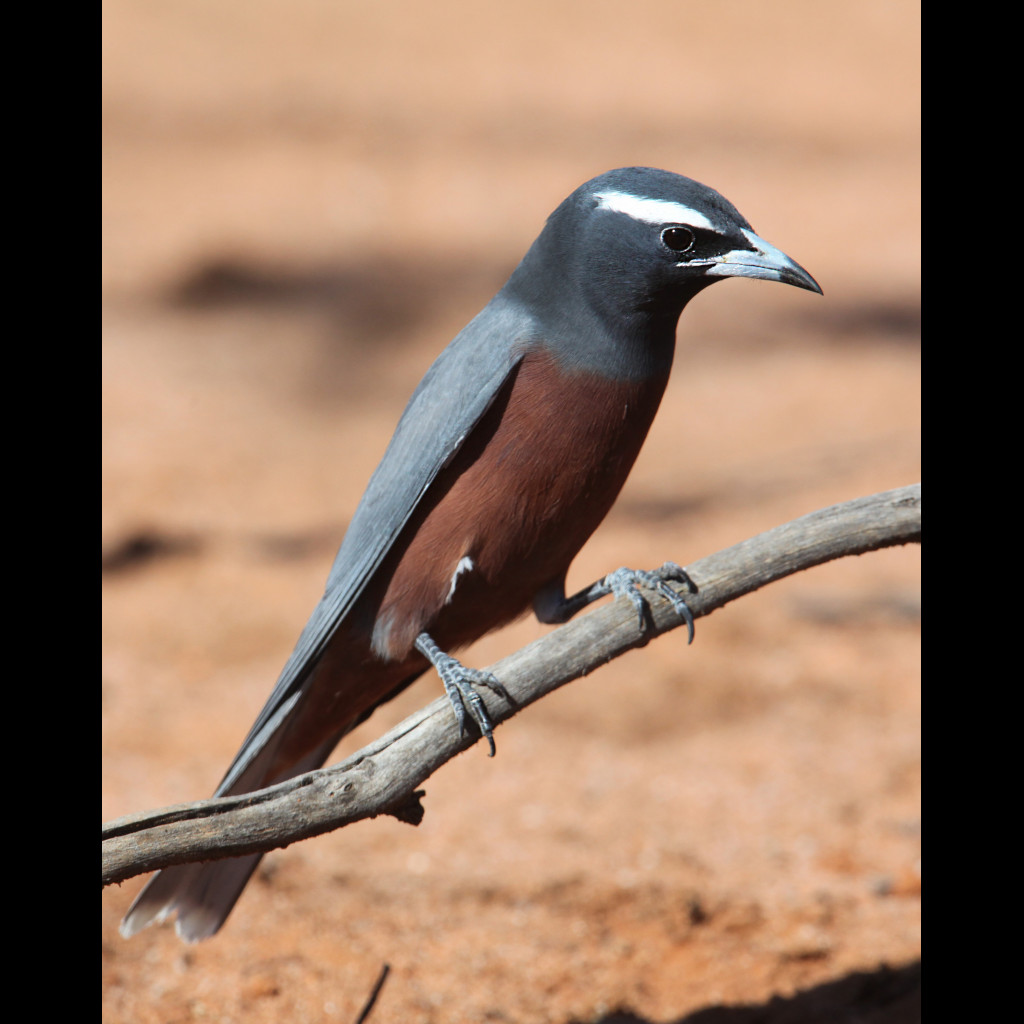 White-browed Woodswallow