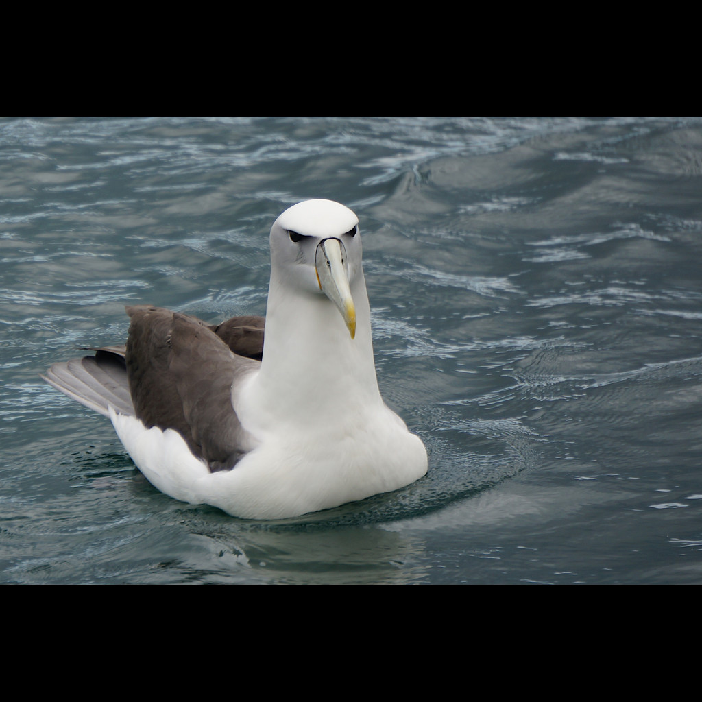 White-capped Albatross