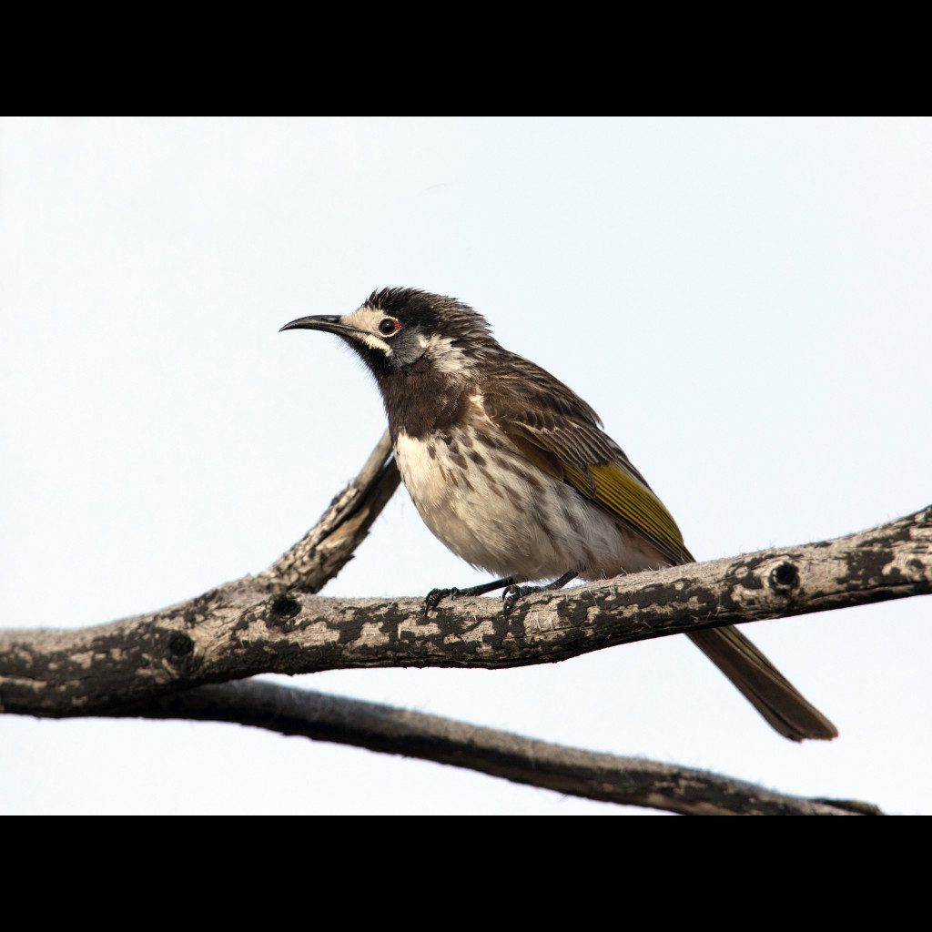 White-fronted Honeyeater