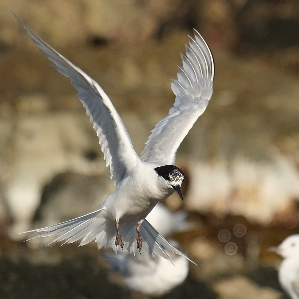 White-fronted Tern