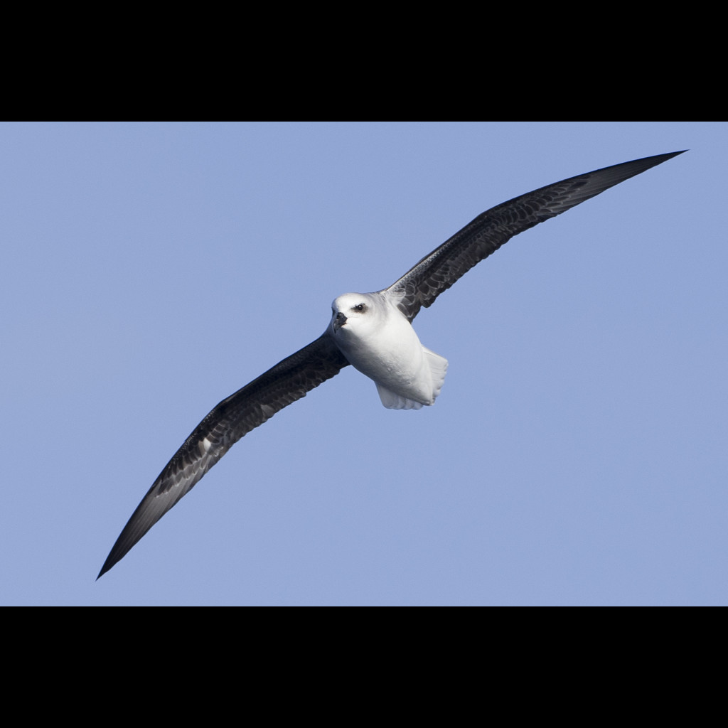 White-headed Petrel