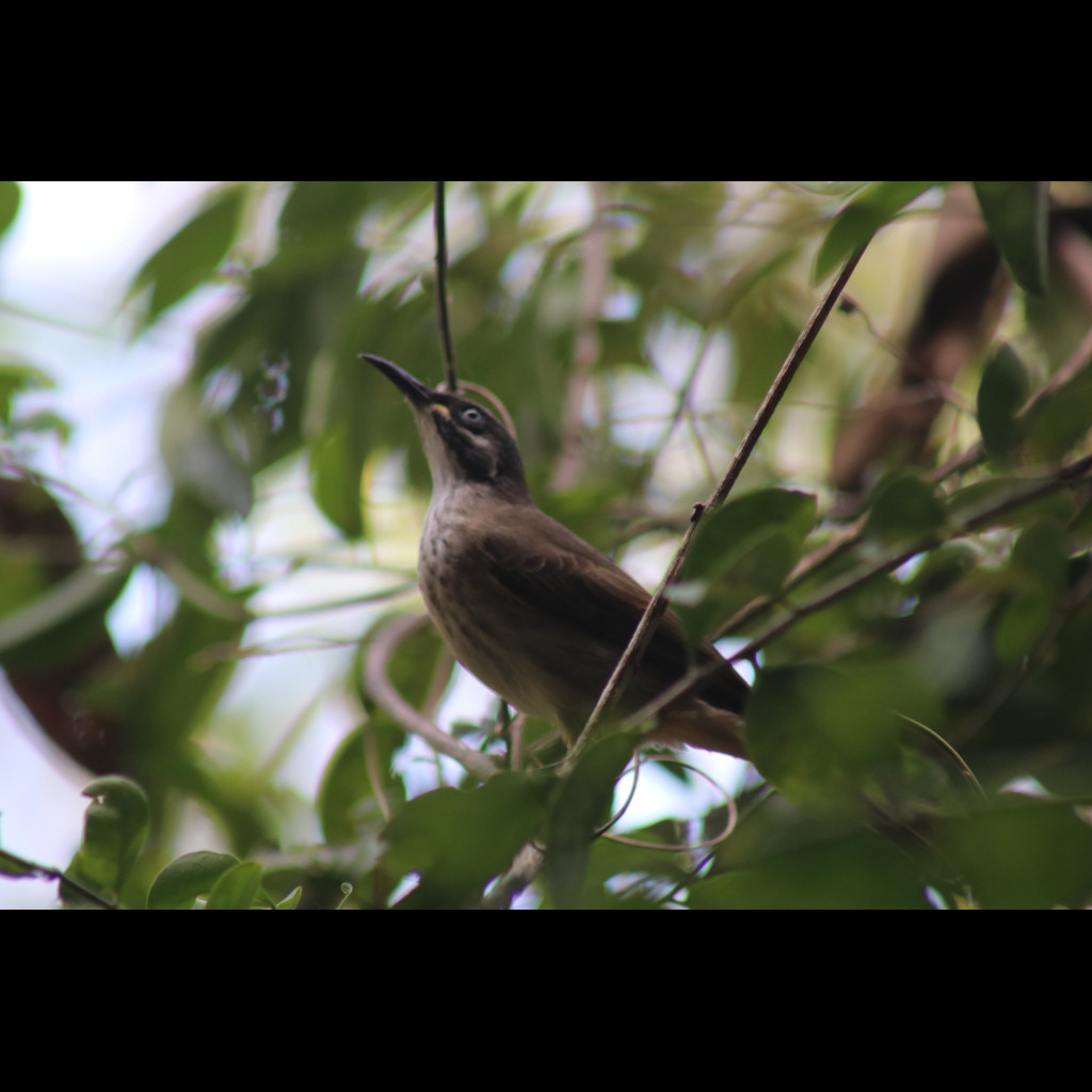 White-lined Honeyeater
