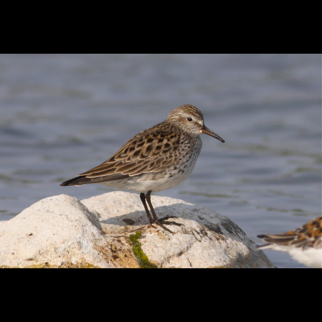 White-rumped Sandpiper