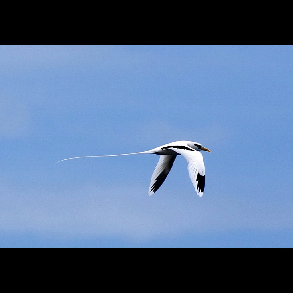 White-tailed Tropicbird
