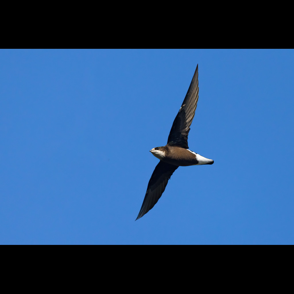 White-throated Needletail