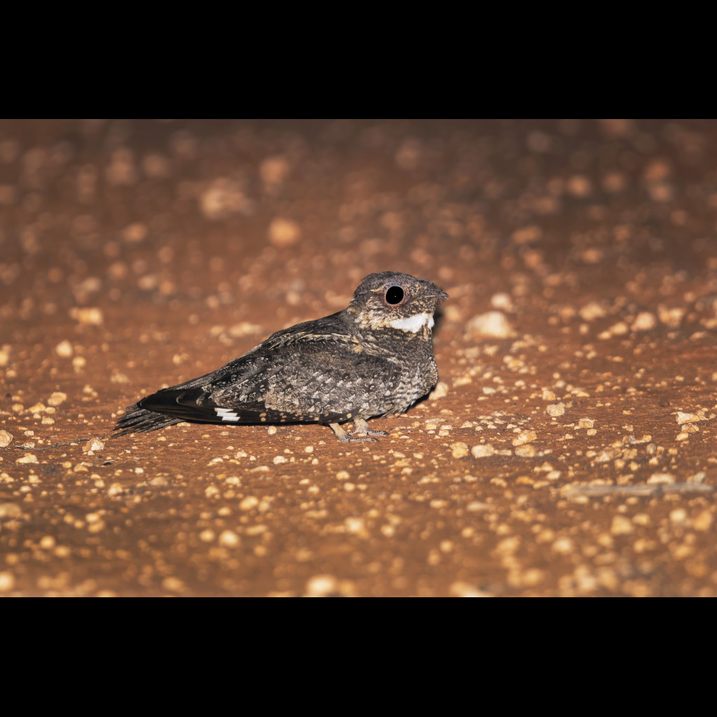 White-throated Nightjar