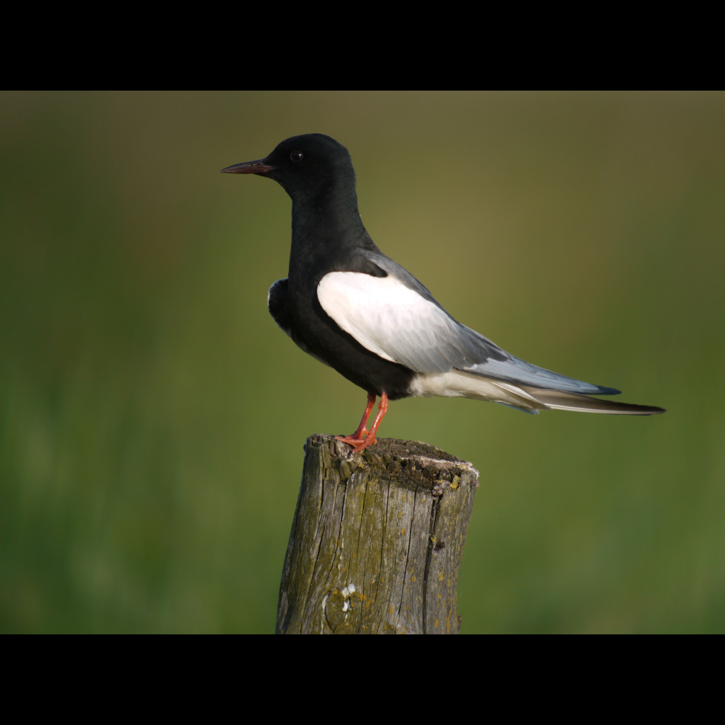 White-winged Black Tern