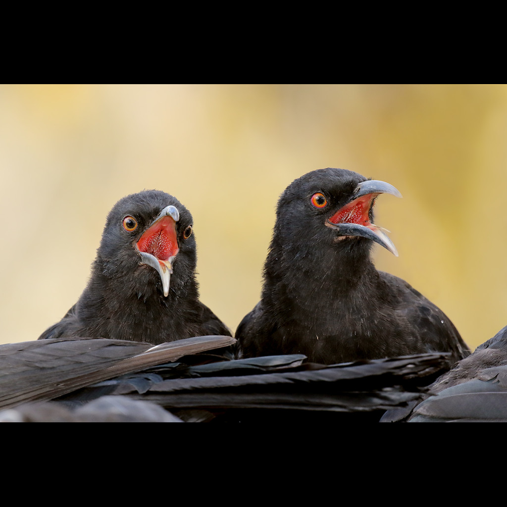 White-winged Chough