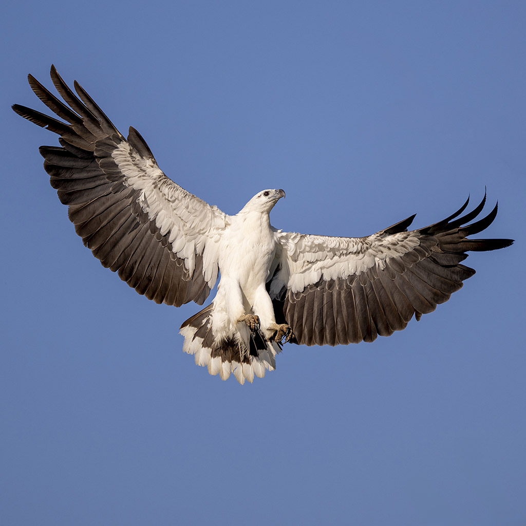 White-bellied sea eagle
