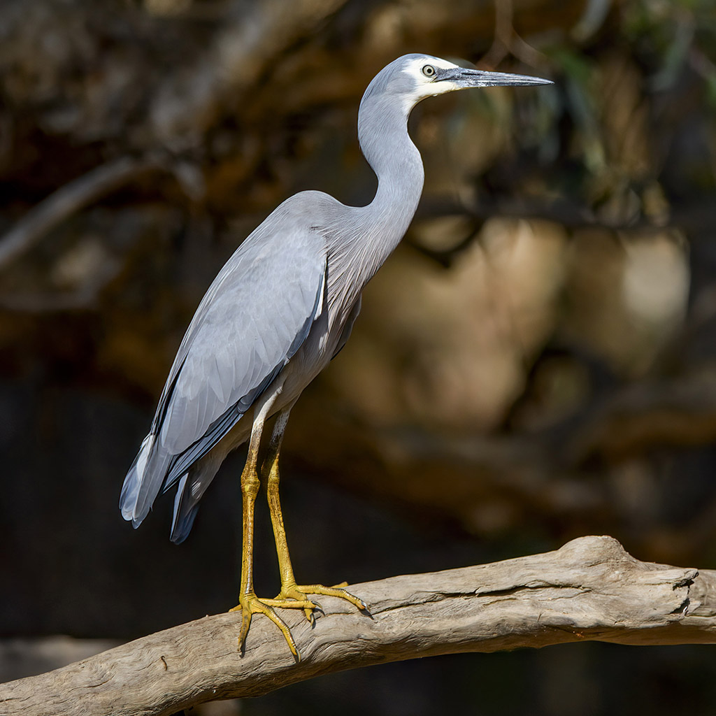 White-faced Heron