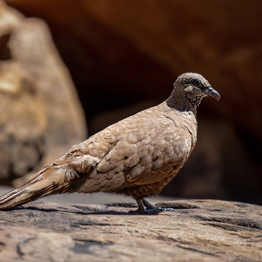 White-quilled Rock Pigeon