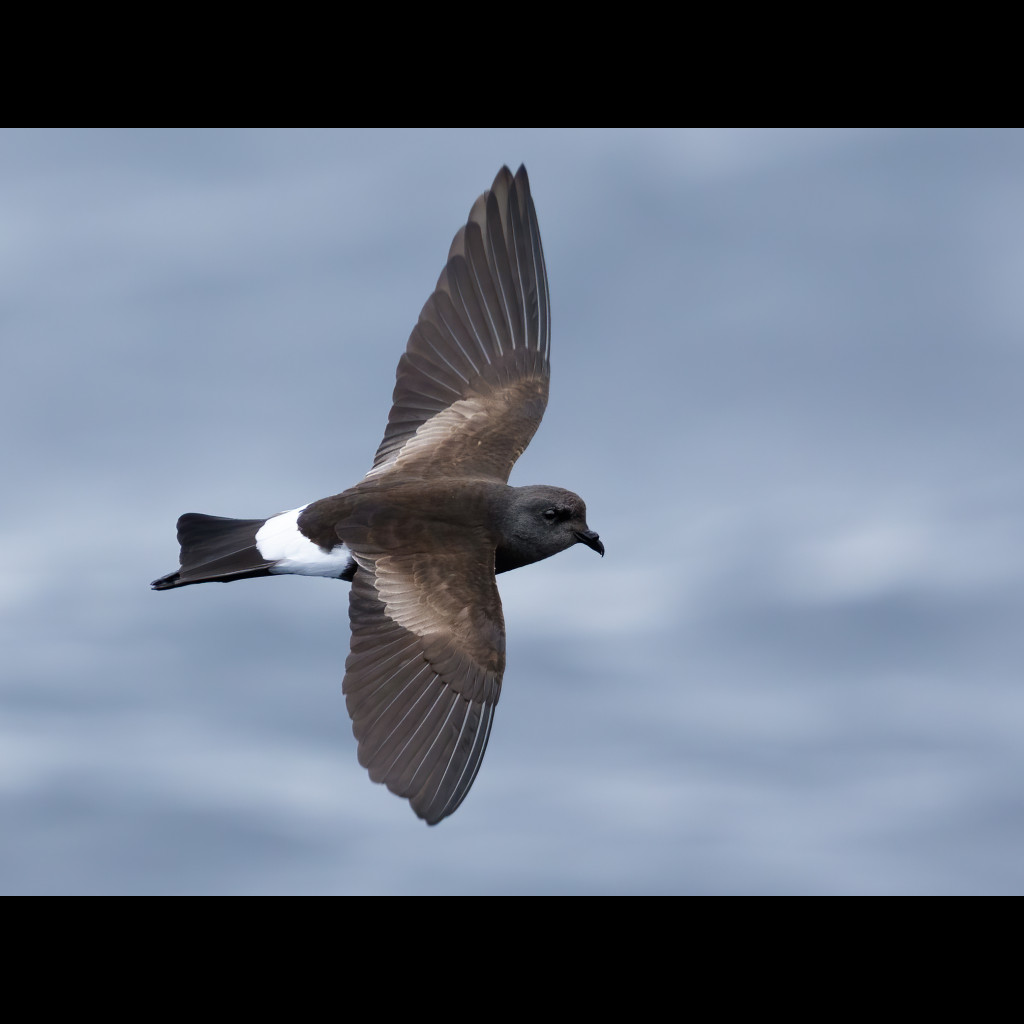 Wilson's Storm-Petrel