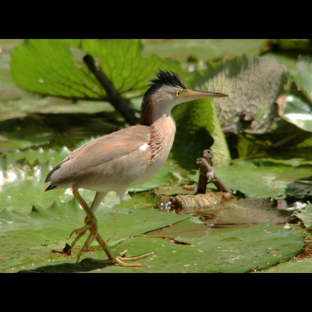 Yellow Bittern