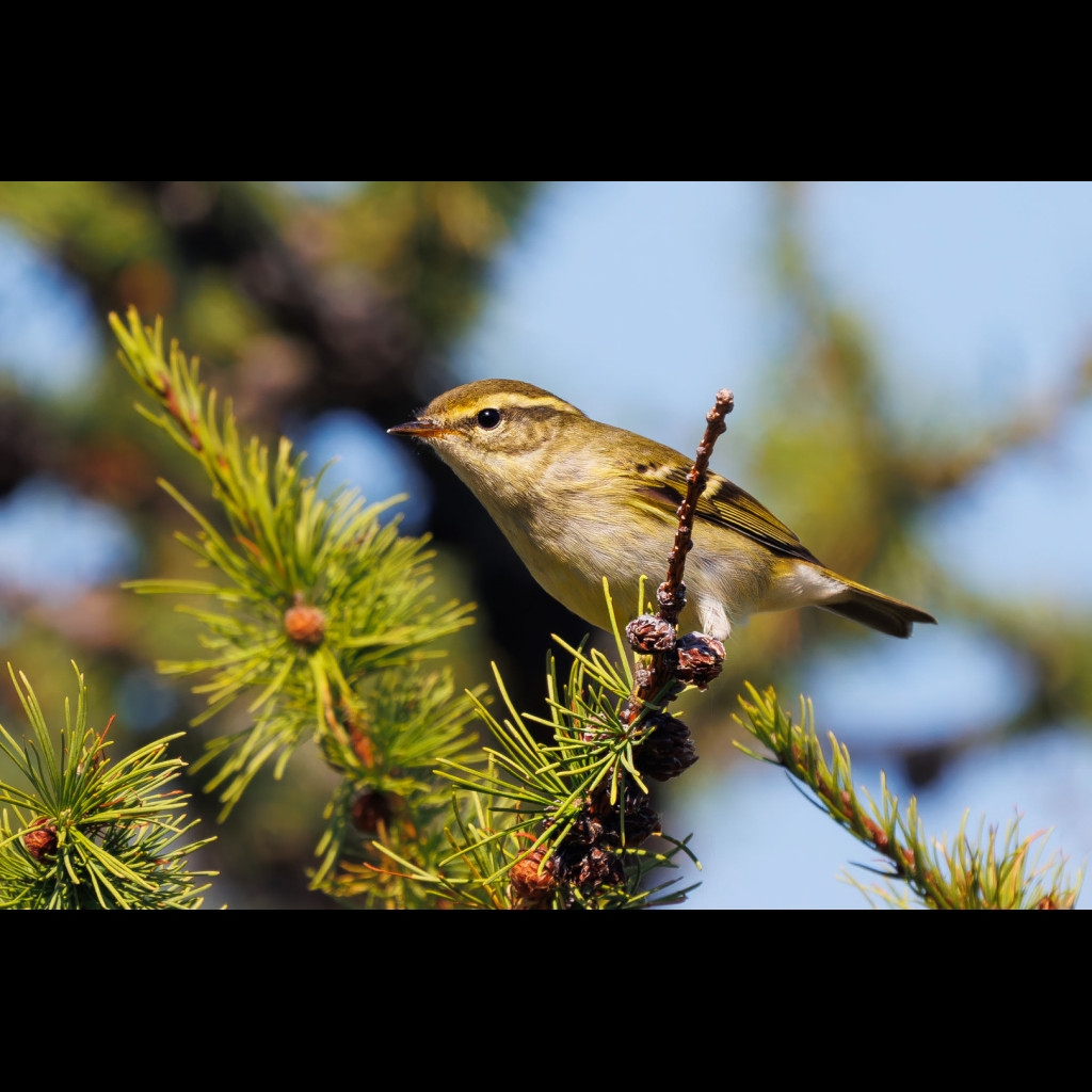 Yellow-browed Warbler