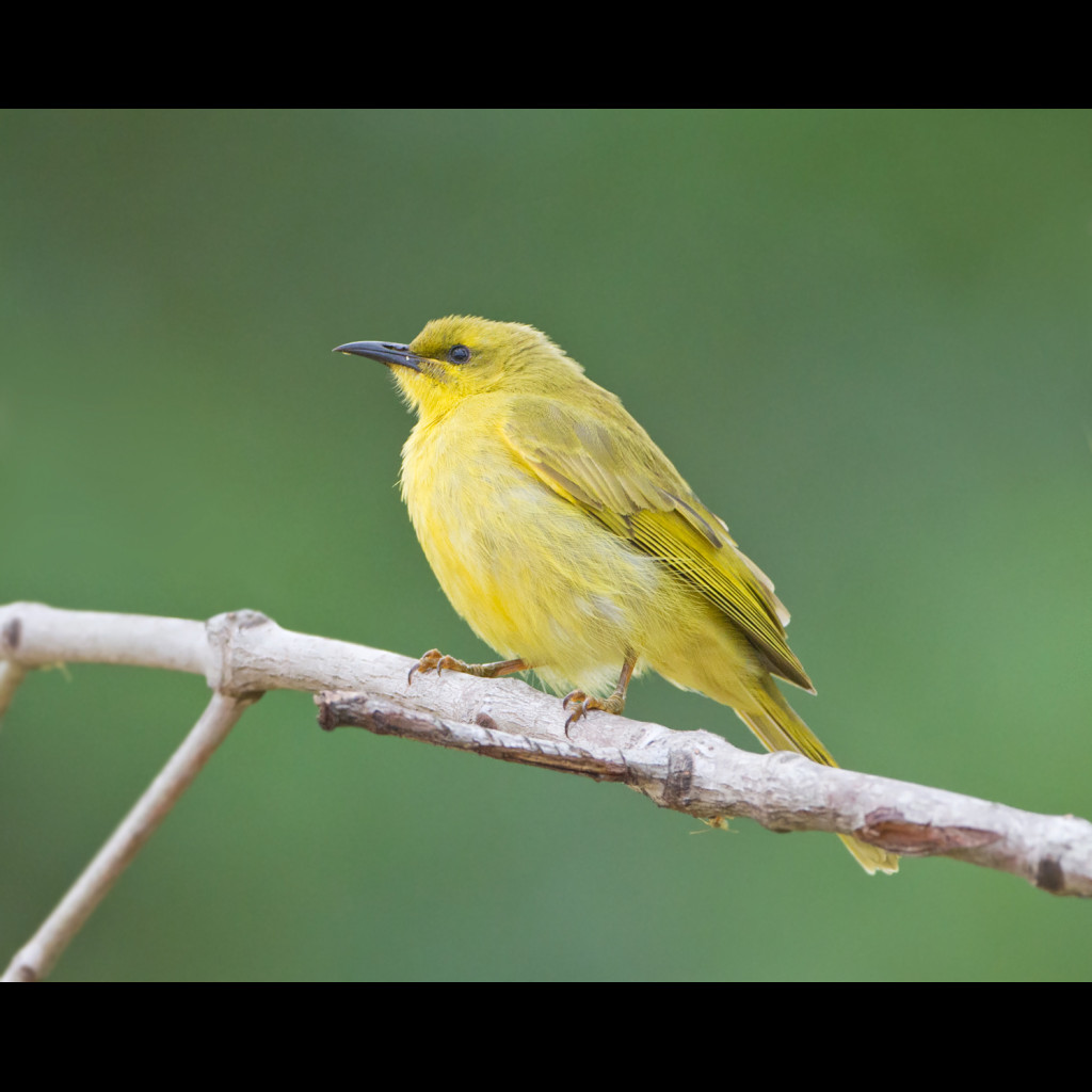 Yellow Honeyeater
