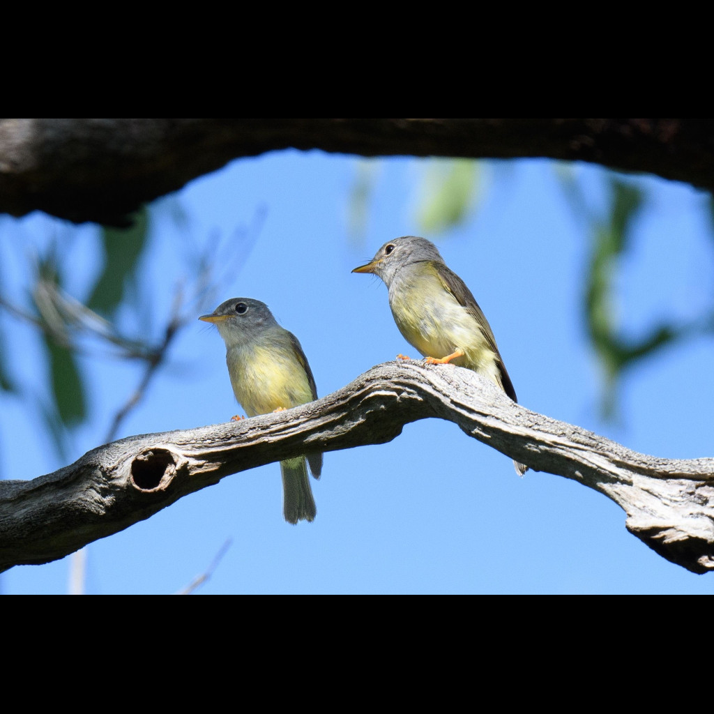 Yellow-legged Flycatcher