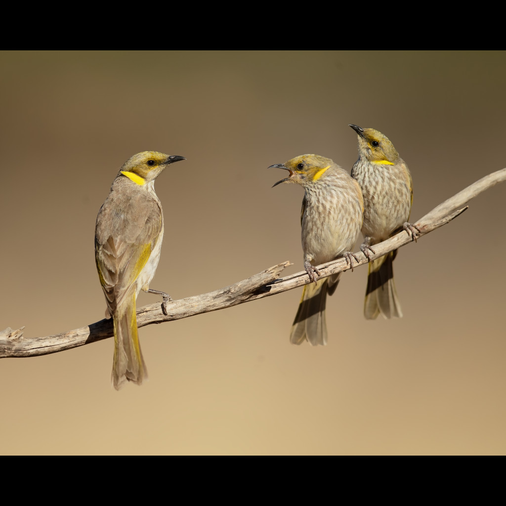 Yellow-plumed Honeyeater