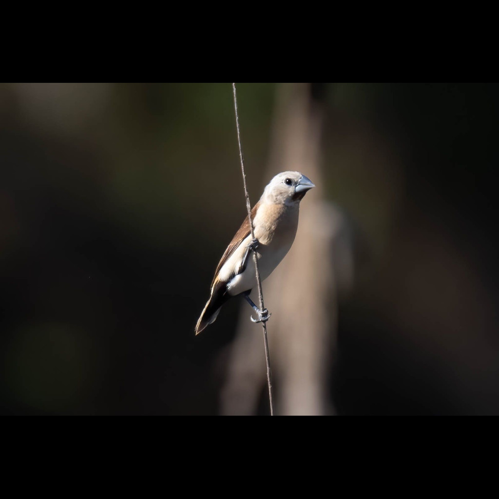 Yellow-rumped Mannikin