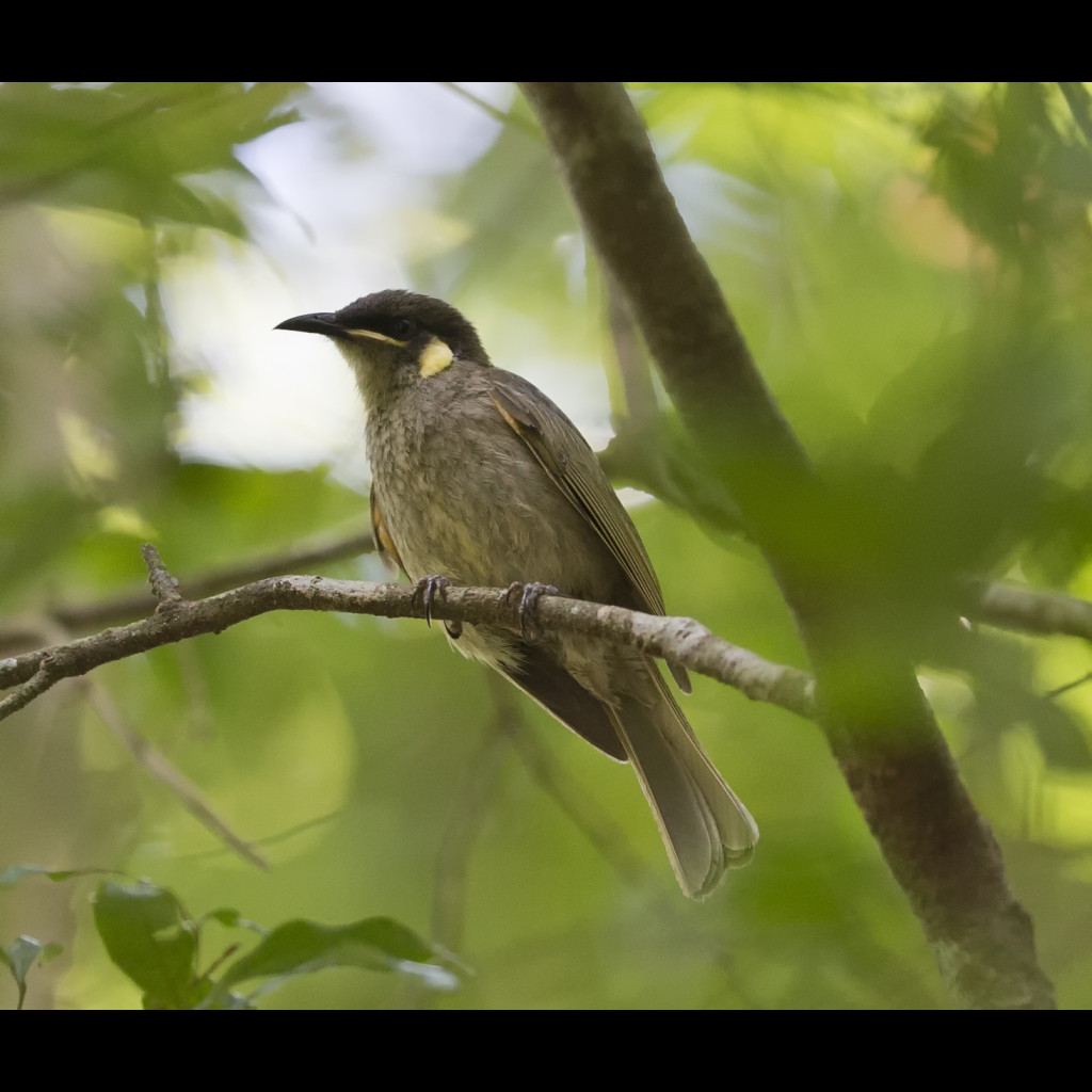 Yellow-spotted Honeyeater