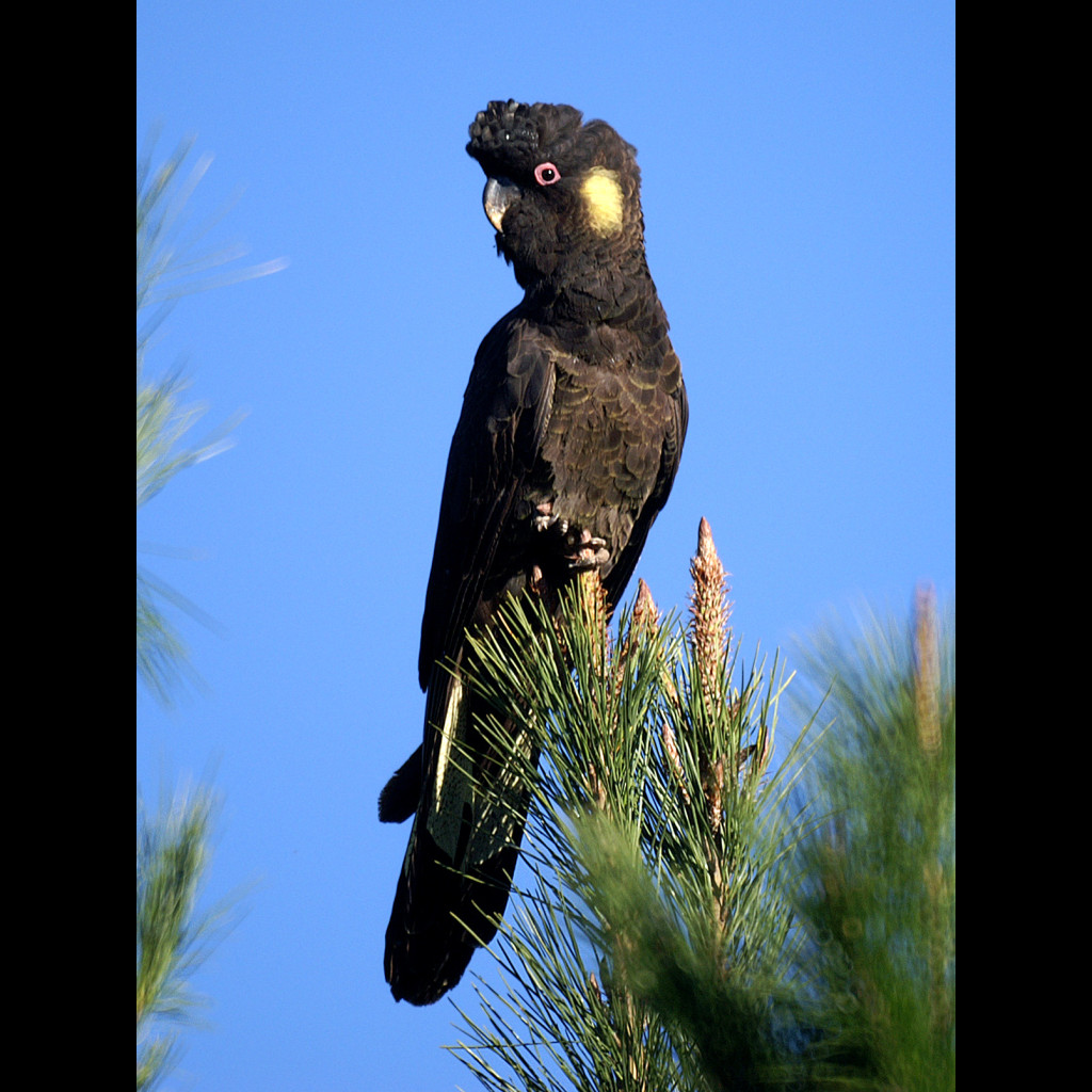 Yellow-tailed Black-Cockatoo