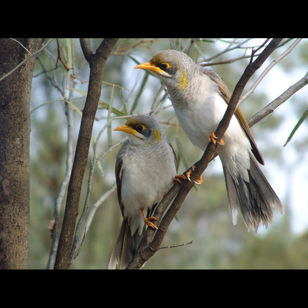 Yellow-throated Miner