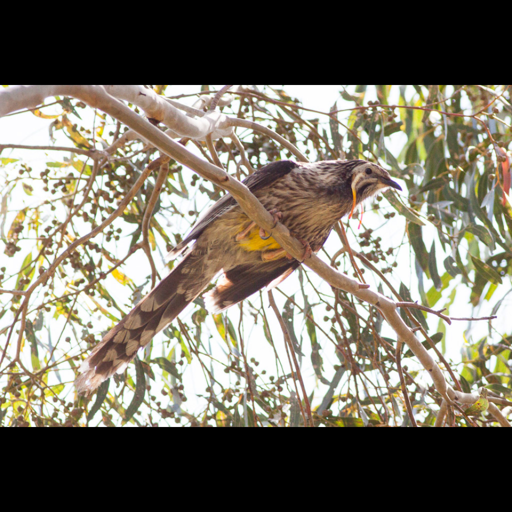 Yellow Wattlebird