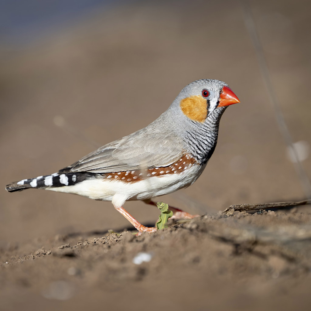 Zebra Finch